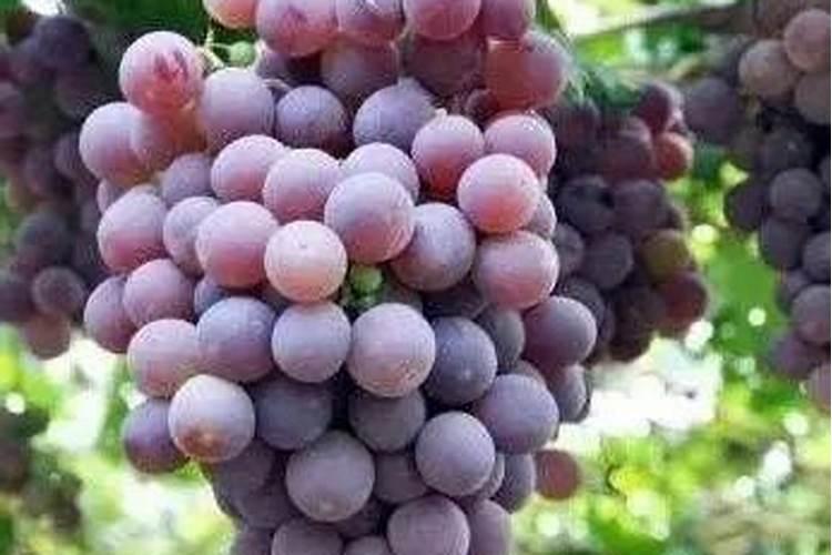 葡萄喂冲施7一8天一次可不可以