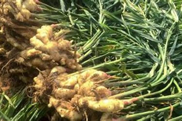 生姜底肥怎么用效果好？生姜底肥用什么肥料？