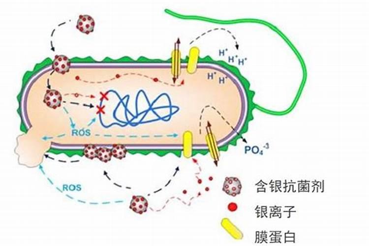 杀菌剂与抑菌剂有什么区别？