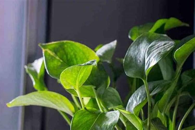 如何让绿萝叶子变油绿变大变肥