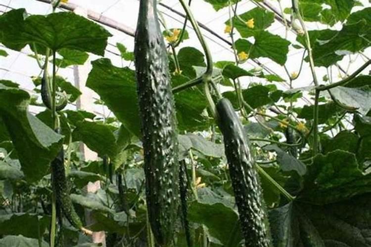种黄瓜用什么肥料最好