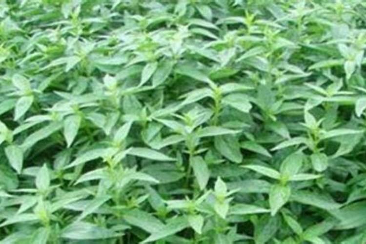 中草药穿心莲种植用什么肥,才能种好穿心莲