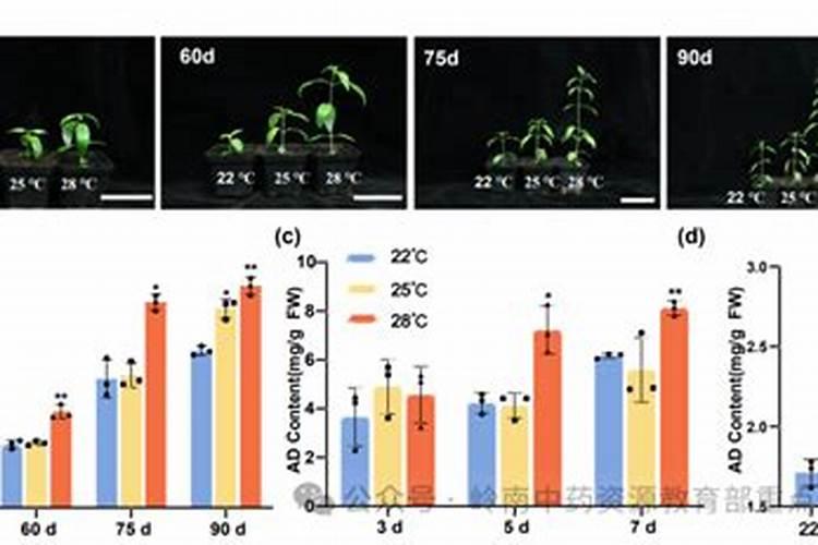 穿心莲怎么种植