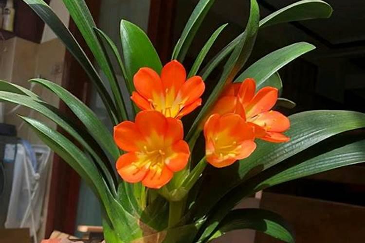 秋天养护君子兰,有“两件事”不能做得太早,否则会导致烂根