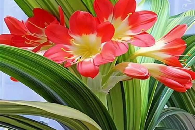 立秋后君子兰怎么养护