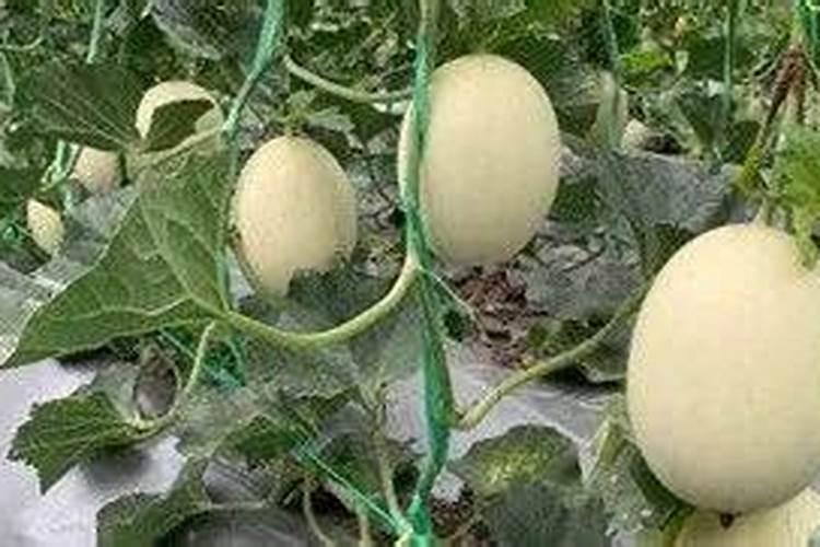 栽土豆粪肥怎么放呀？放上面还是下面