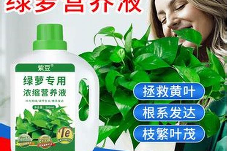 蓝莓专用肥料十大品牌