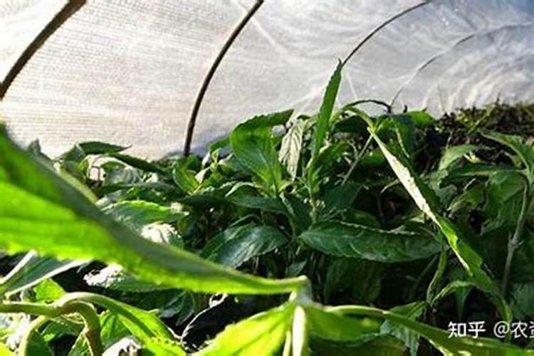 硅肥什么时候施最佳 硅肥应该在什么时候使用