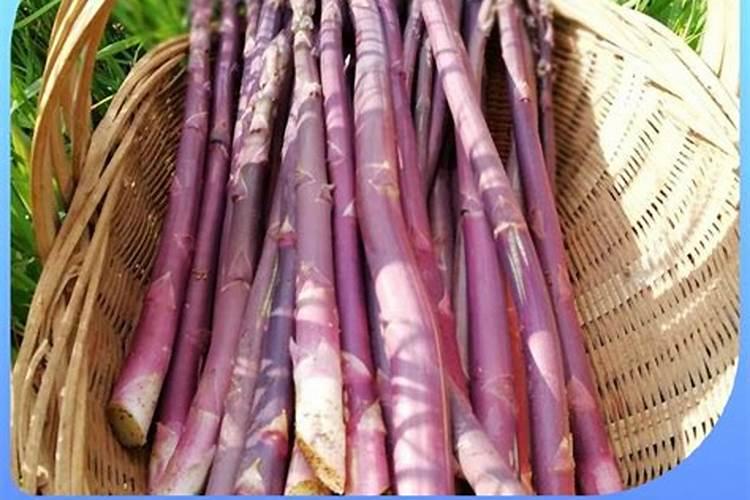 蓝藻“水华”对罗非鱼有什么危害？池塘中蓝藻怎么处理？