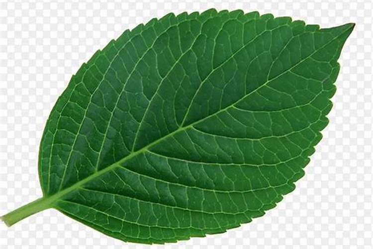 促进叶片翠绿光滑用什么肥料好