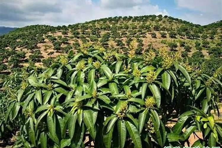 如何种水稻能高产呢