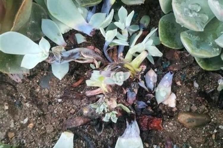 请问藤本月季几年可以开花