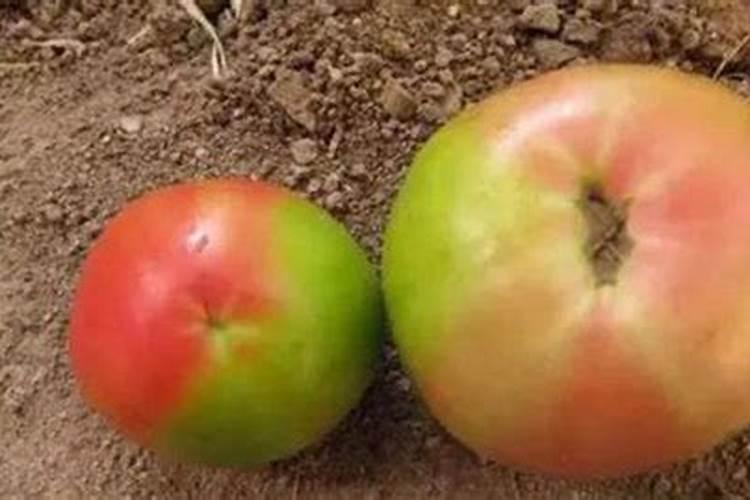 西红柿挂果期打什么叶面肥长的快？西红柿膨大期用哪些肥料好？