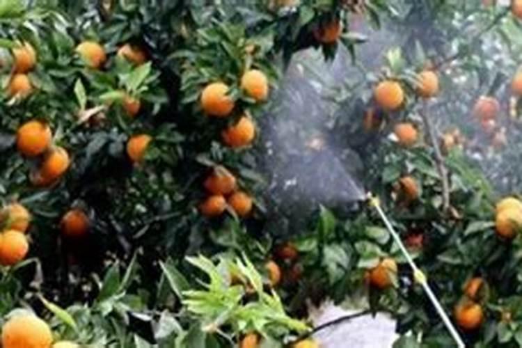 绿植施肥用什么肥料最好 给绿植施4种肥长得好