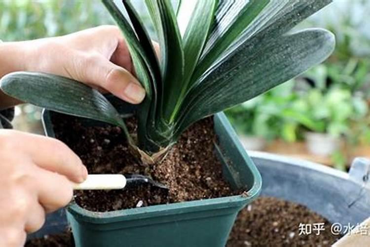 中国最好的叶面肥