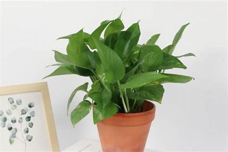 中国最好的硅肥生产企业有哪些？推荐几家,我想代理硅肥