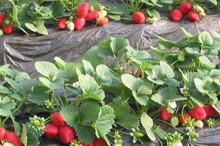 流体硼肥和尿素搭配好还是磷酸二氢钾好