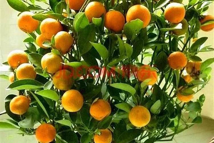 金桔树施什么肥料最好