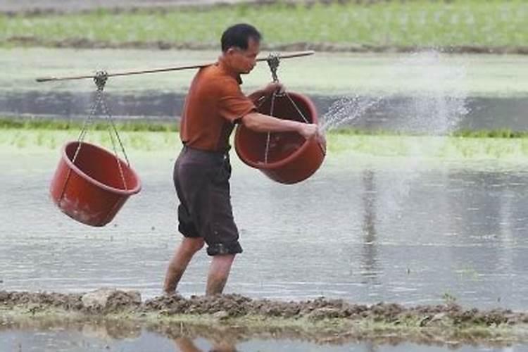 农村种植水稻时,撒播后几天打封闭药？其标准是什么？