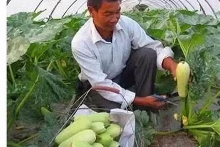 西葫芦用什么底肥好？西葫芦早期用哪个肥料？西葫芦水溶肥用黑金晶