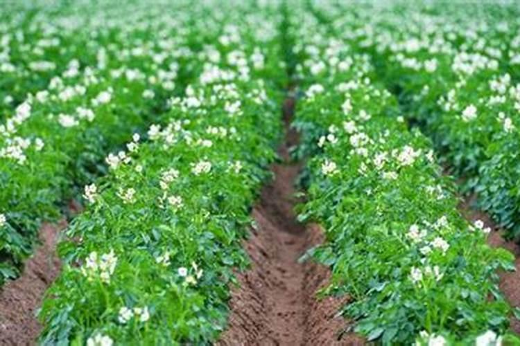 玉米施锌肥的最佳时间 使用方法及注意事项
