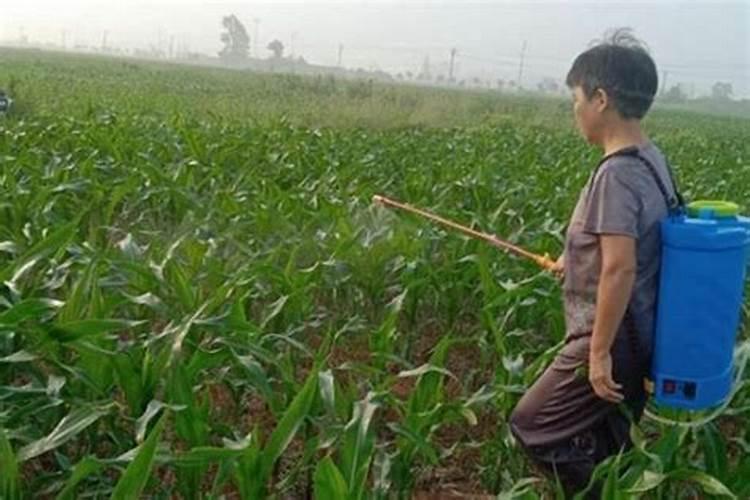 尿素可以和钾肥一起滴灌吗？