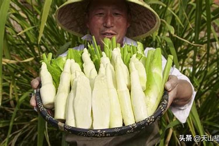 海藻肥13527的使用方法