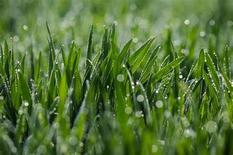 春季小麦施什么肥合适