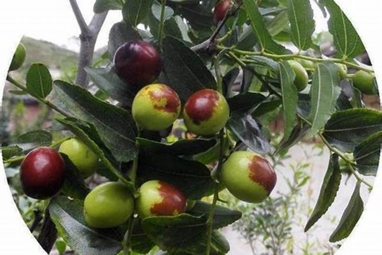 当年移栽的枣树,到底应该使用哪些肥料？