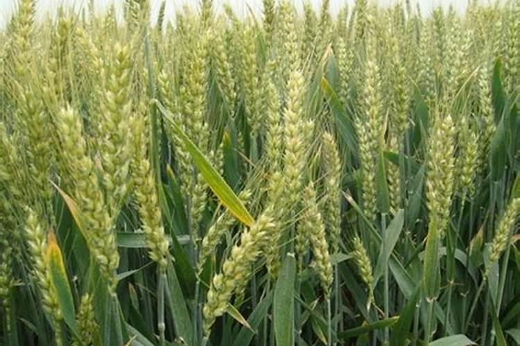 种小麦肥料每一亩是多少