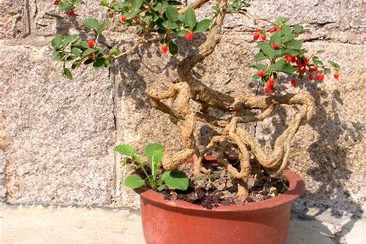 枸杞树矮化怎样生根快杀虫 枸杞树矮化如何生根快杀虫