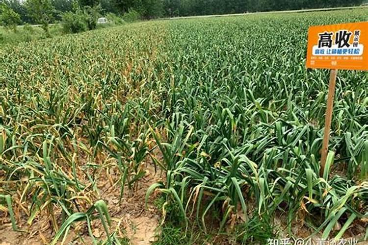 水溶肥什么品牌好？