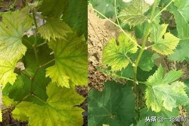 柑橘不用打吊瓶,一辈子不黄化怎么办