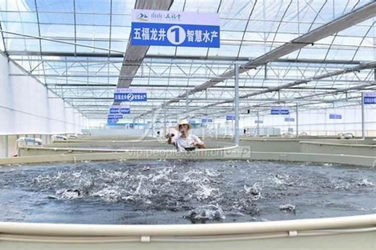 相关的三农龙头股都有哪些？