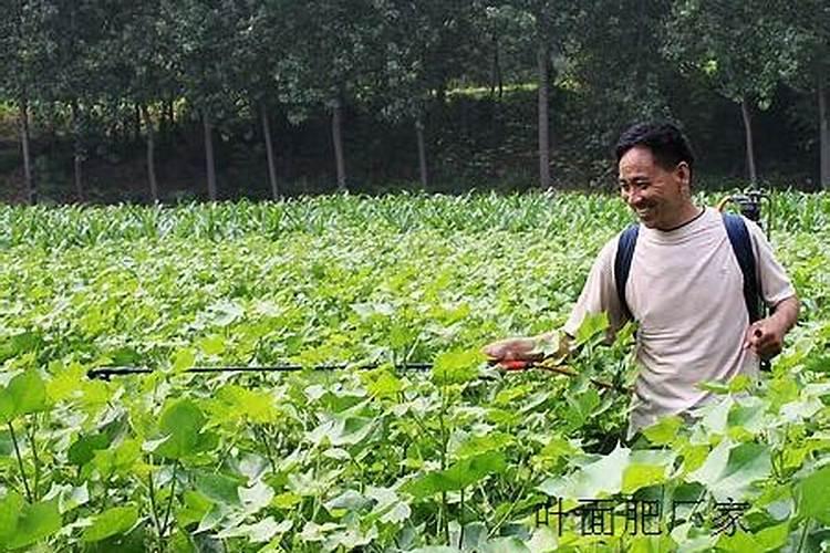 花生应该在什么时候打药