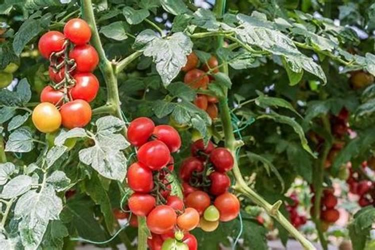 汉中大健康富硒魔芋产业园是做什么