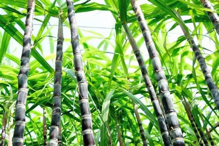 甘蔗施什么肥长得最快