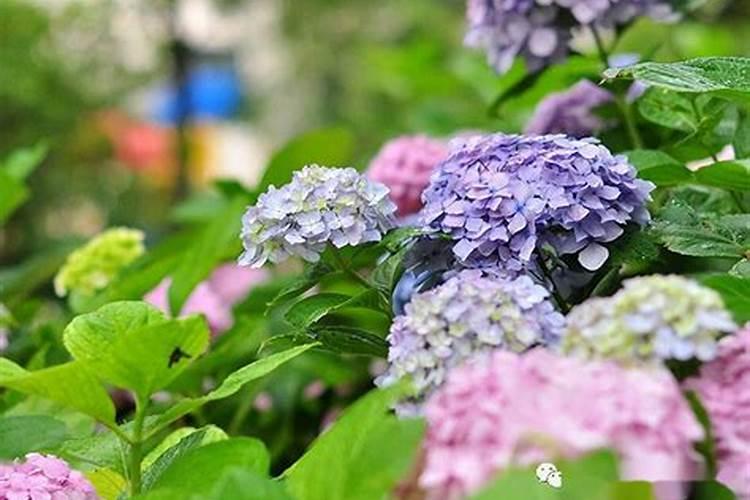 绣球花怎么施肥