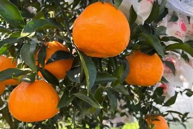 如何学习四川耙耙柑的种植技术