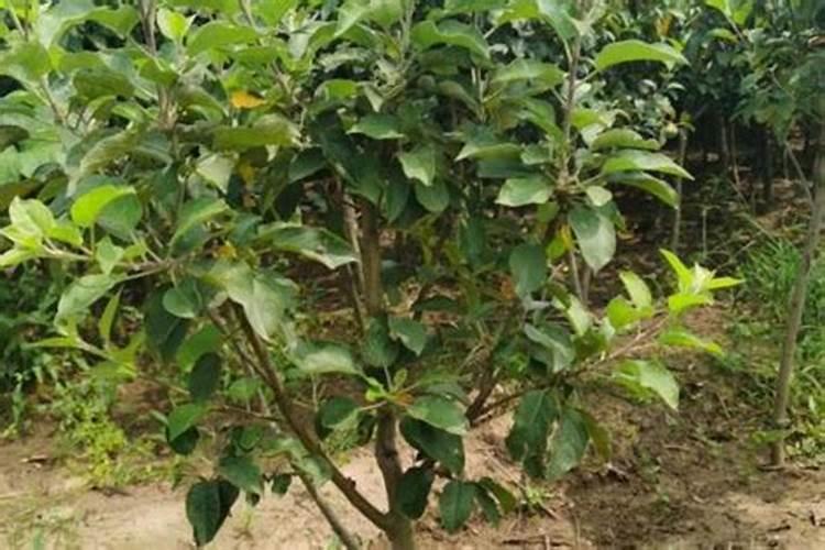 刚种下的果树苗多久才可以施肥