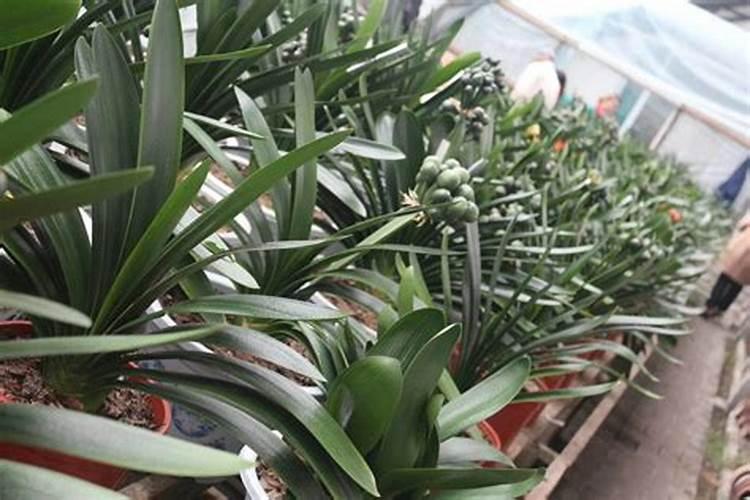 君子兰花用哪种花肥好？