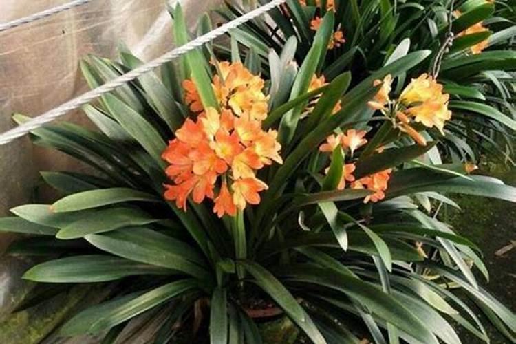 君子兰喜欢什么肥料