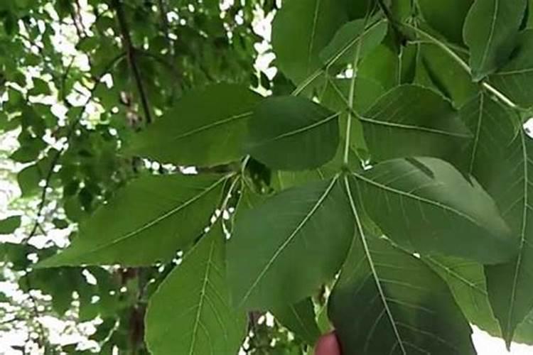 白蜡树用什么肥料最好