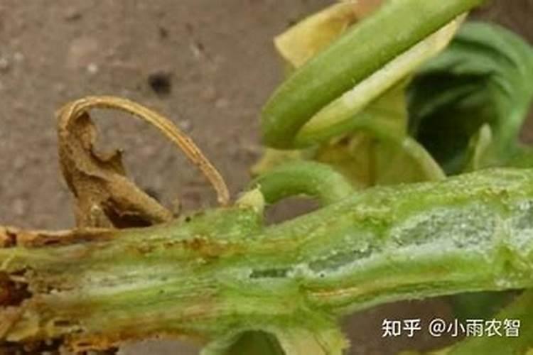 黄瓜苗受农药了变蔫了怎么恢复