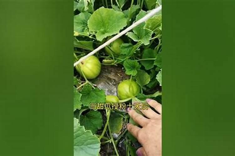...膨大期是什么时候？甜瓜座果膨大用什么肥？甜瓜膨大增产用金泰靓百度...