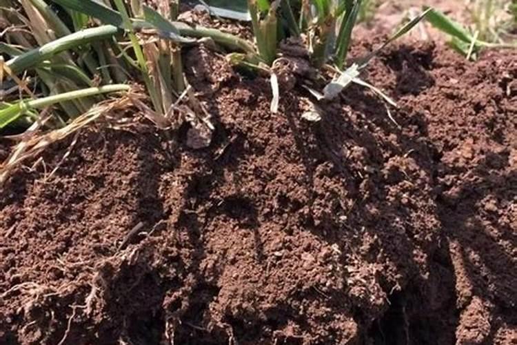 人粪尿和尿素能一块施肥吗