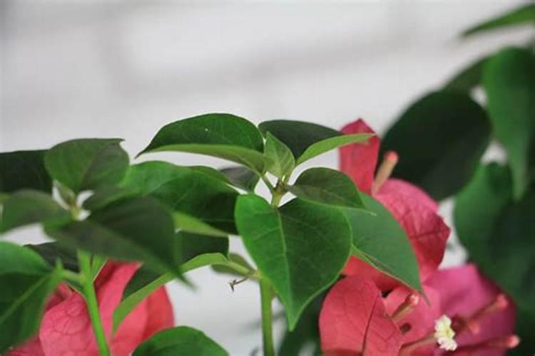 绣球开花期间花可以施肥吗