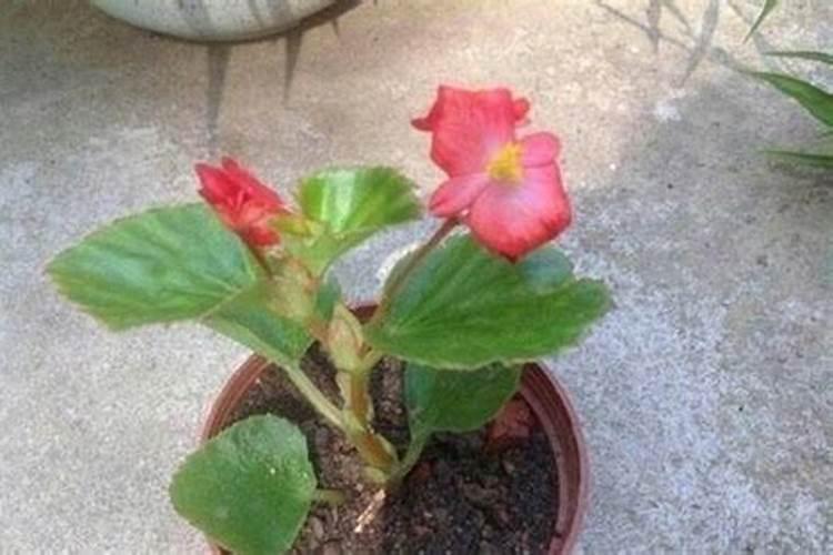 宝鸡绿地珑邸开发商是哪家公司？