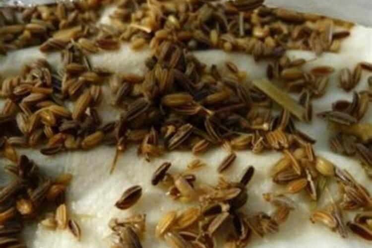 茴香的种植方法