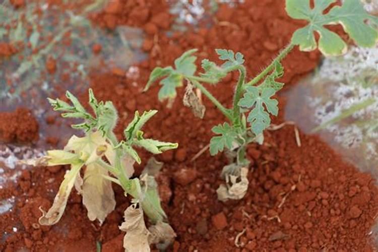 种蔬菜用磷肥做底料好吗